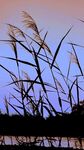 夕阳下的芦苇剪影