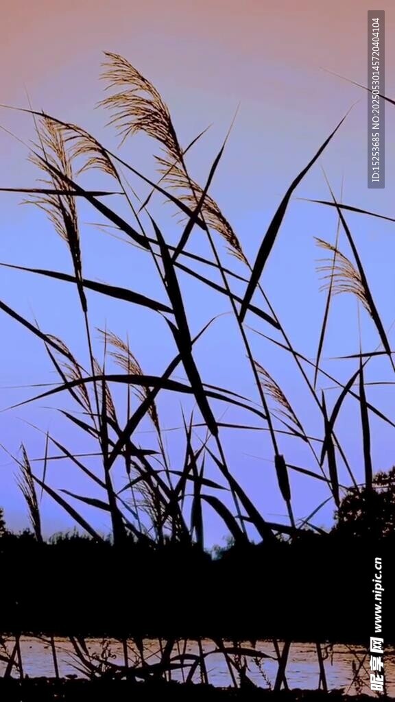 夕阳下的芦苇剪影