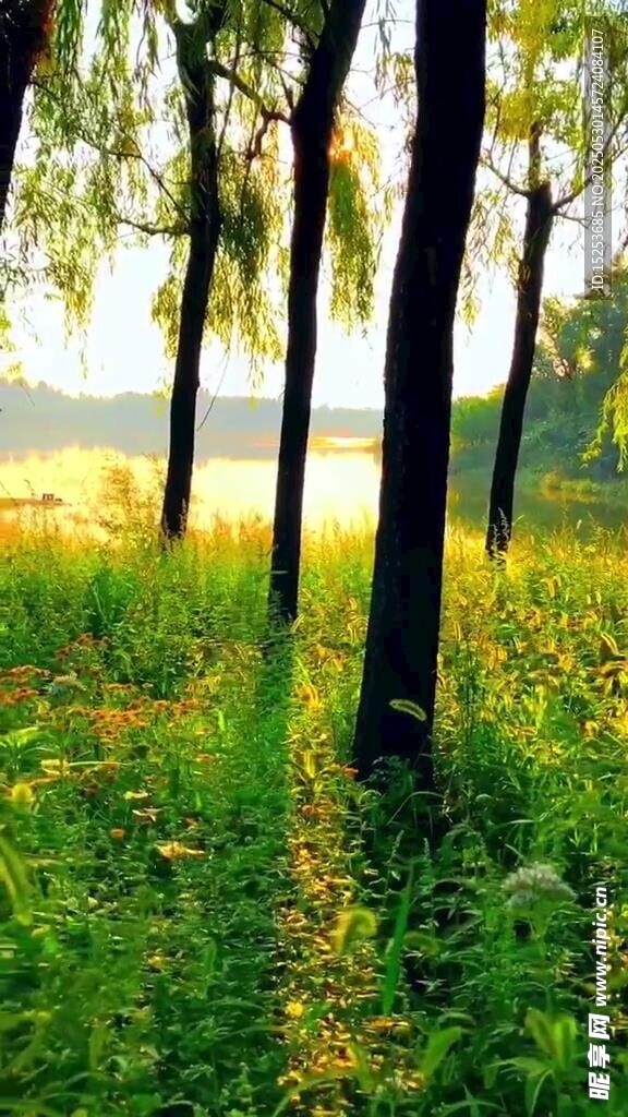 林间晨光下的葱郁草地