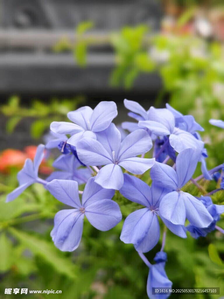 蓝色的花