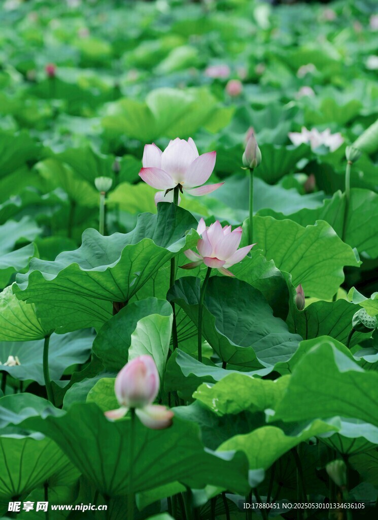 荷花