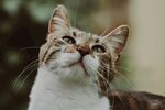 仰头猫咪特写