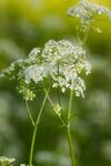清新白色野花