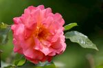 粉色月季花