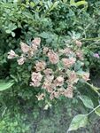 蔷薇花