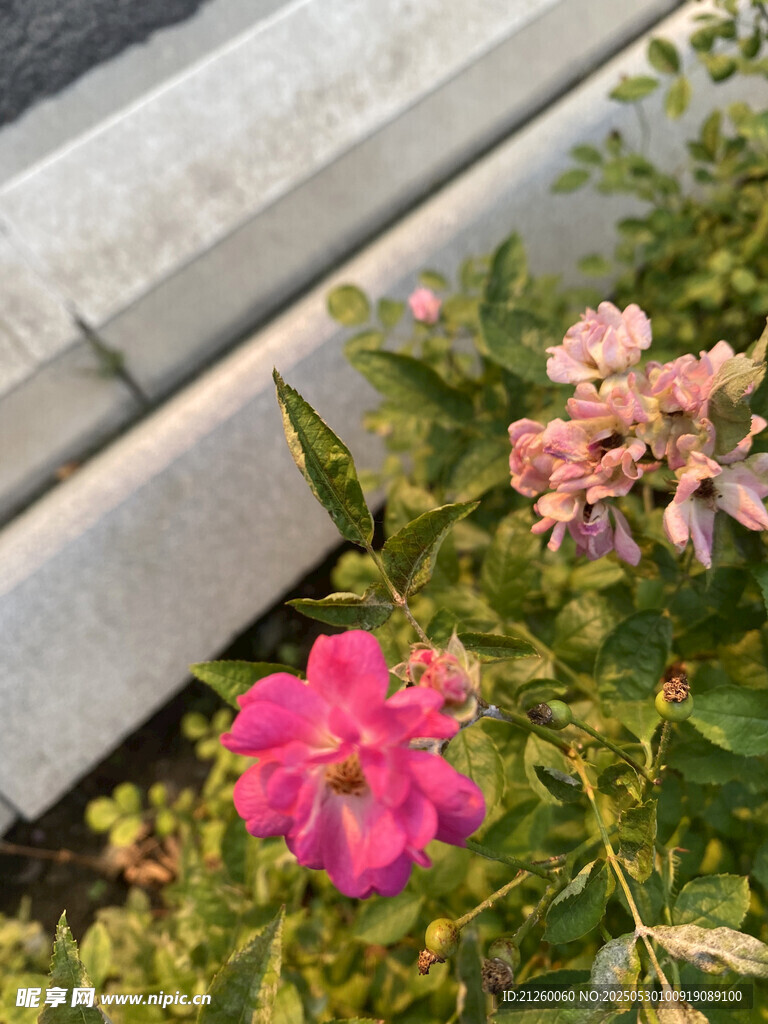 蔷薇花