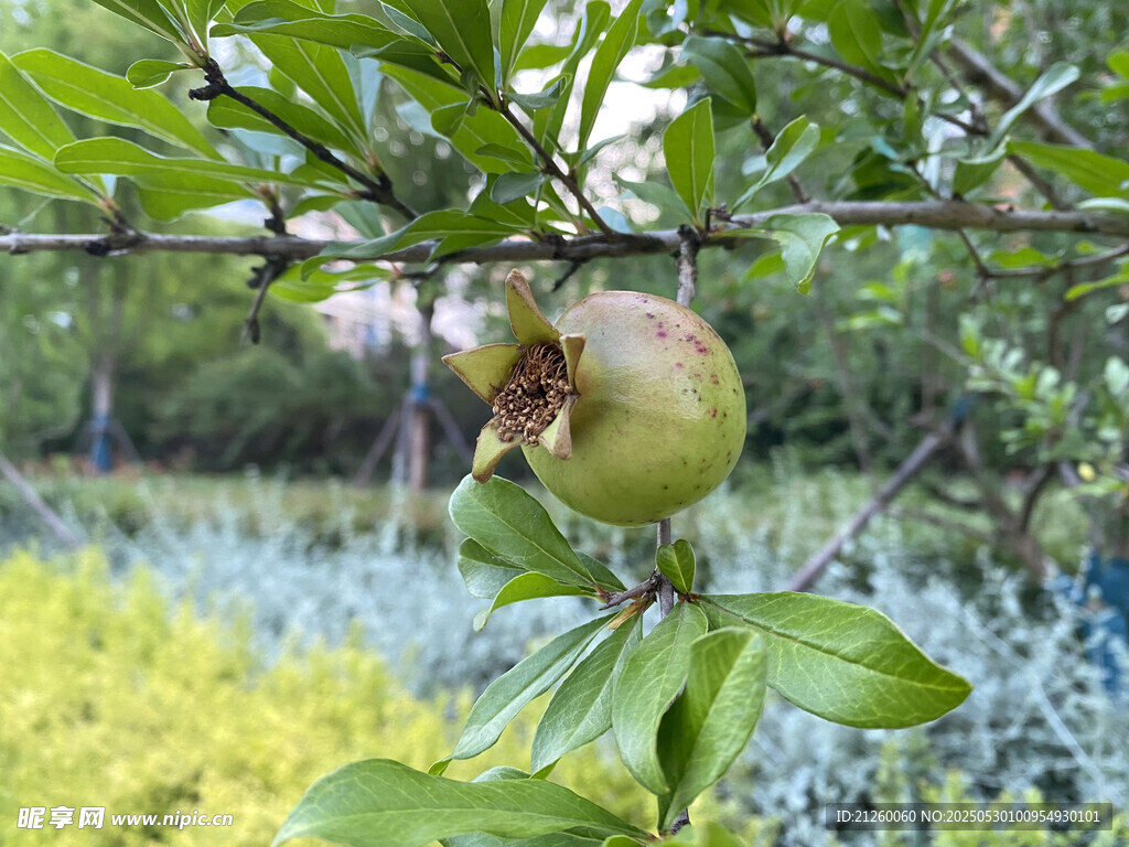石榴