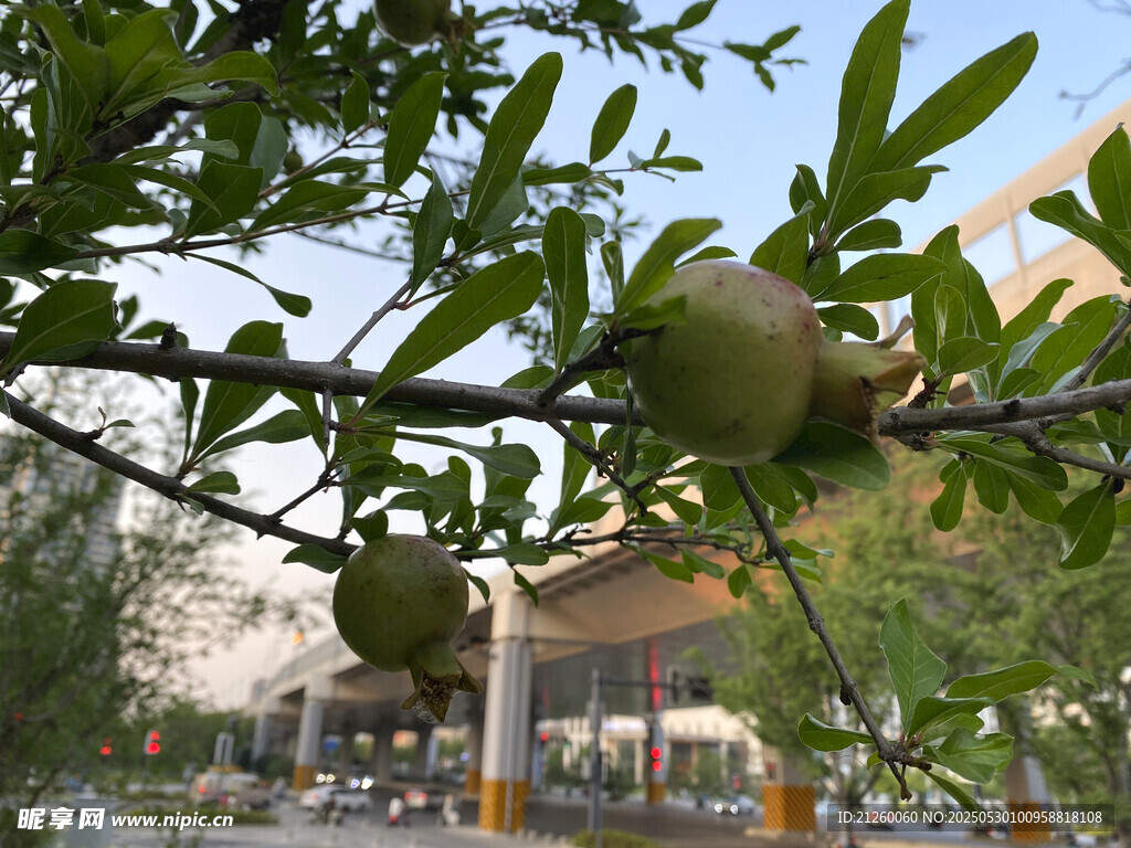 石榴