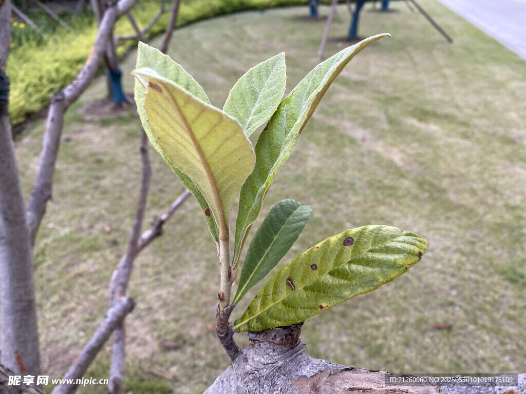 枇杷枝 