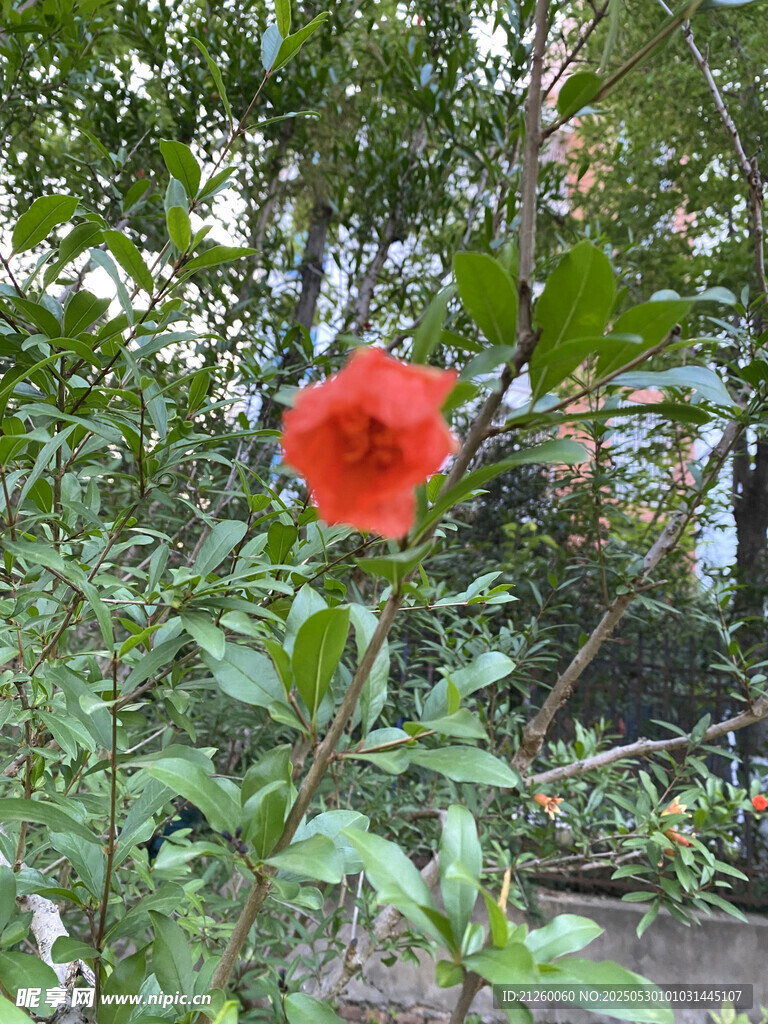 石榴花