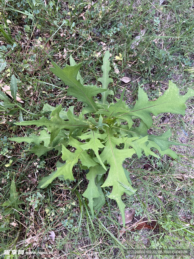 翅果菊
