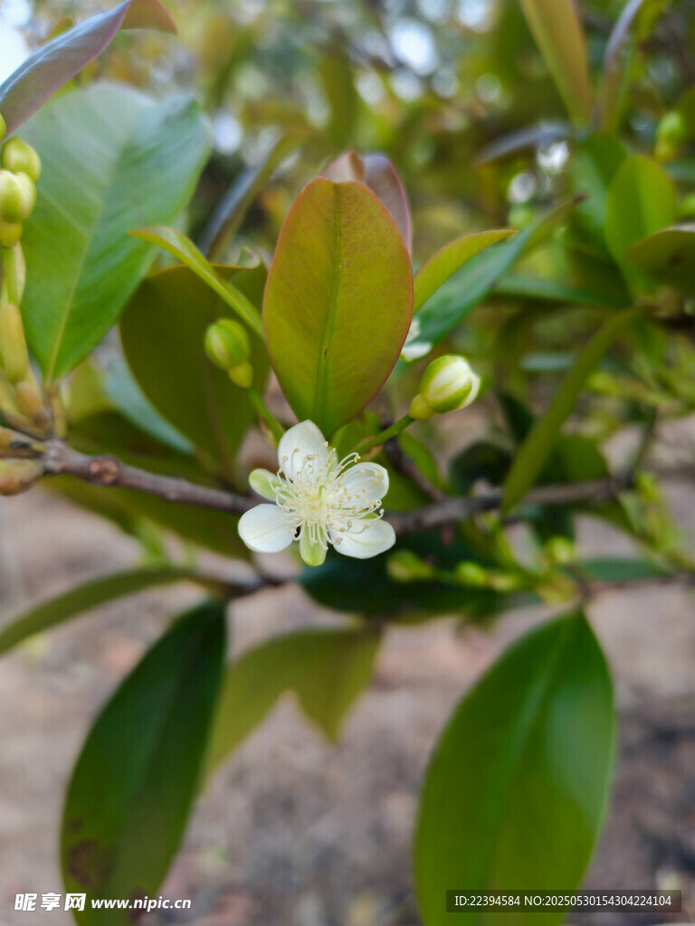 巴西樱桃