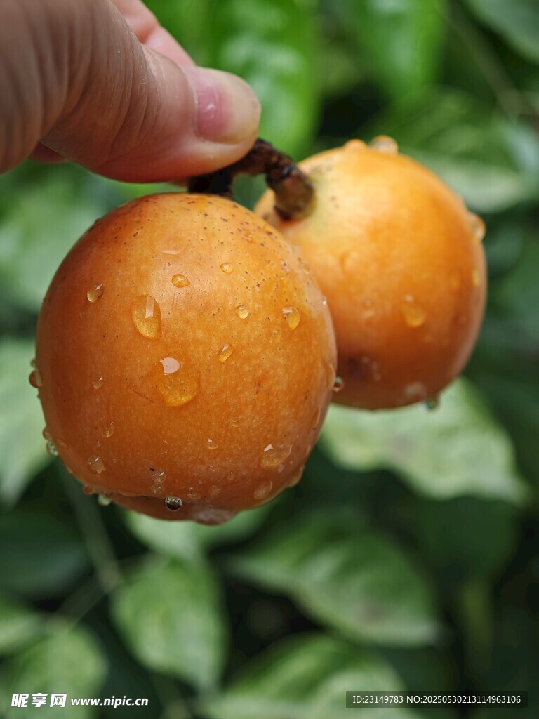 手捧带水珠的新鲜枇杷