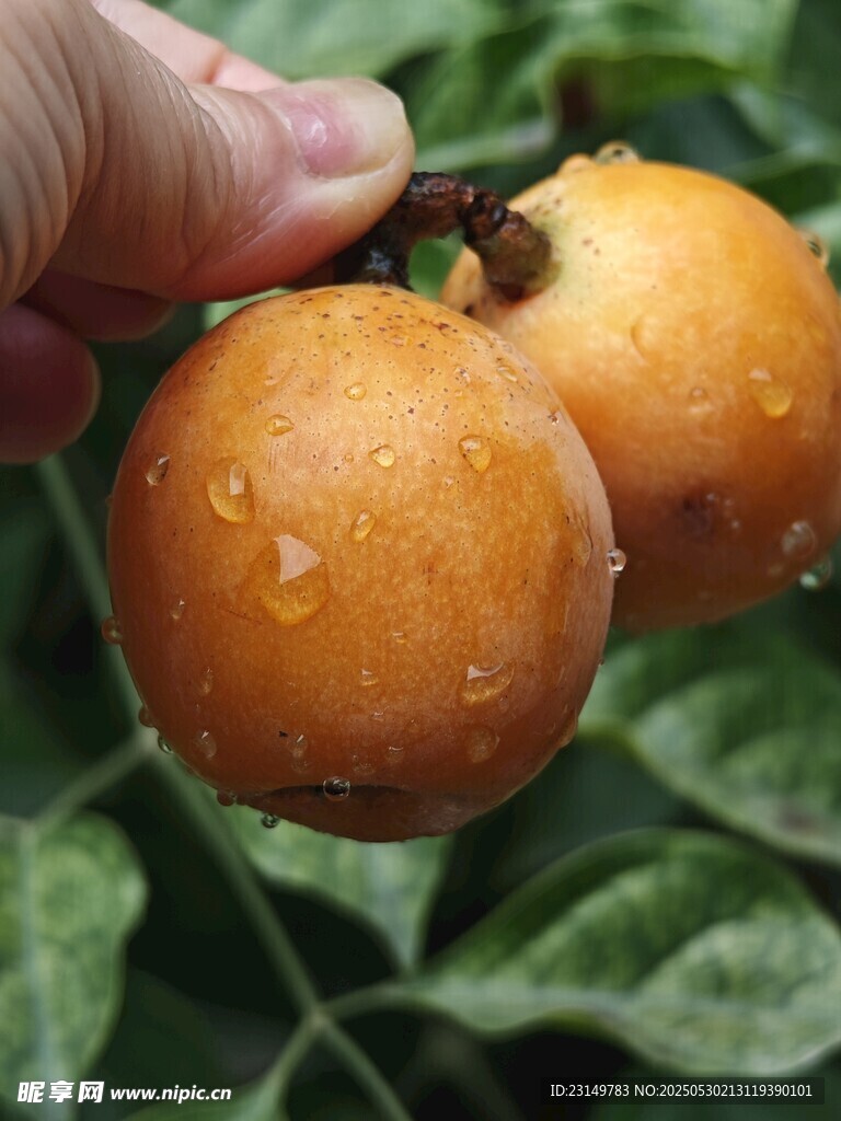 手捧带水珠的橙黄果实