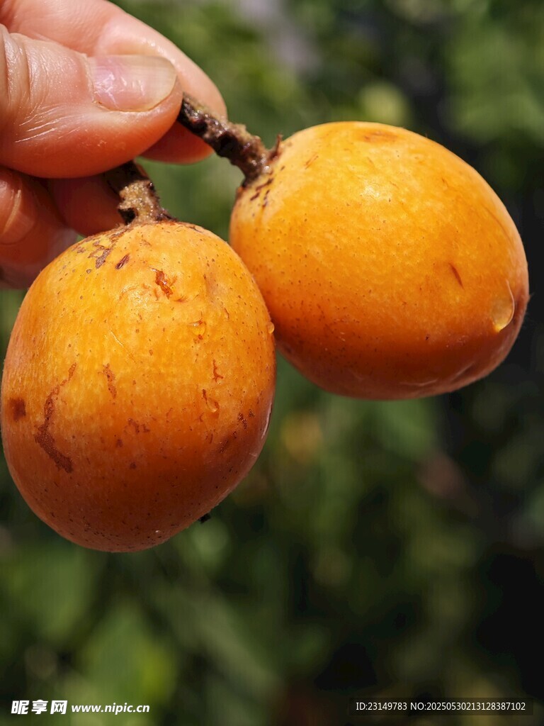 手捧两颗金黄饱满的枇杷