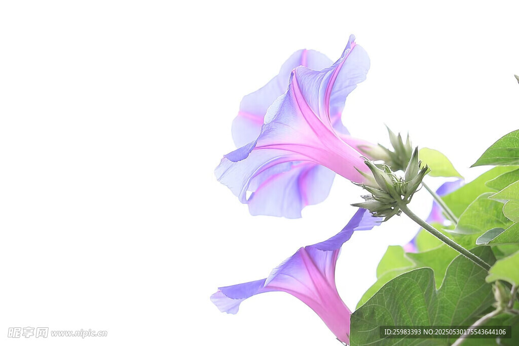 牵牛花