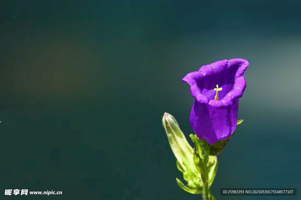 紫色风铃花