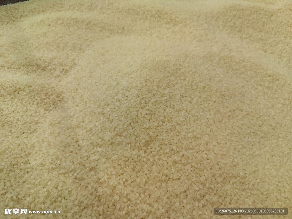 珍珠米