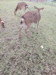 小鹿