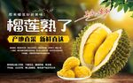 榴莲熟了 果肉饱满诱人