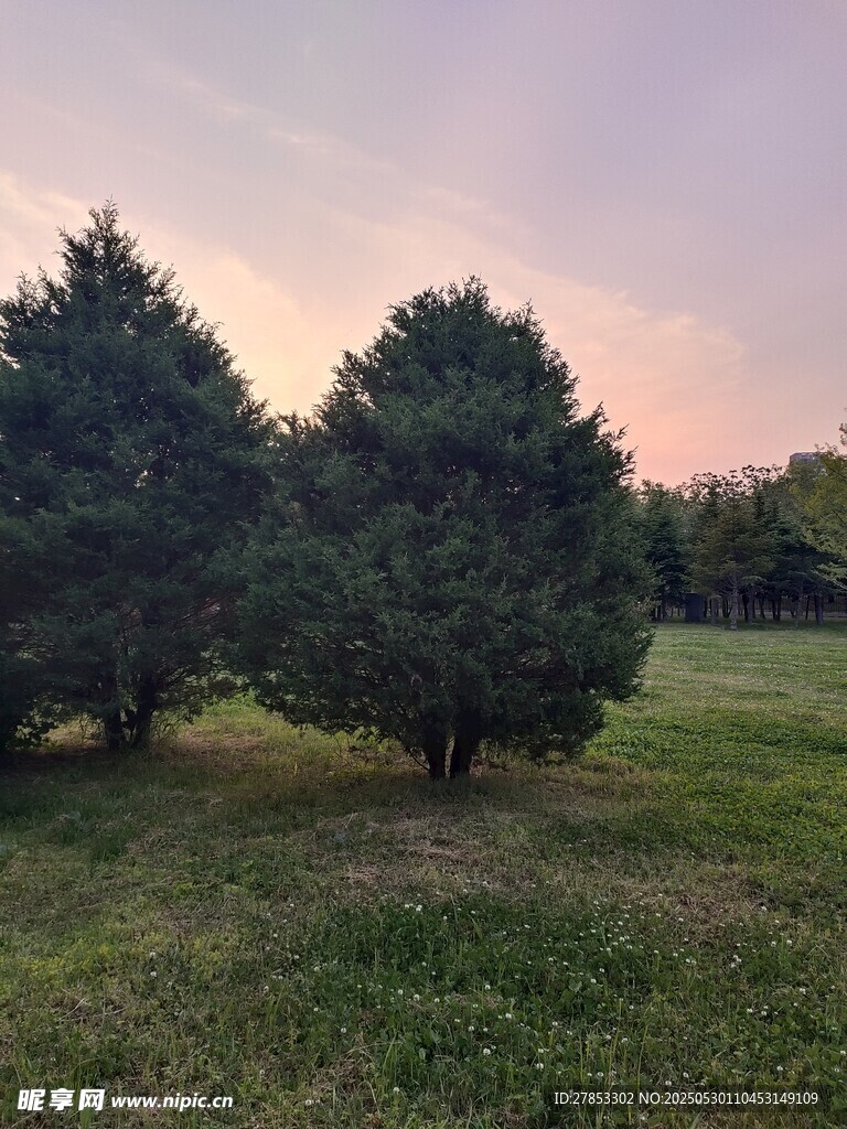 黄昏下的草地与葱郁树木
