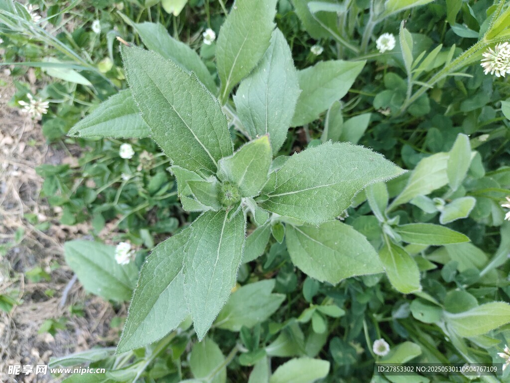 绿叶白花的蓬勃植物