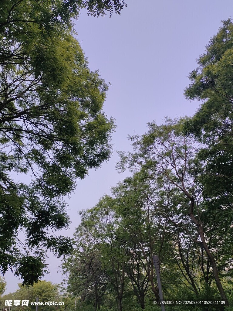 林间绿树蓝天自然景致