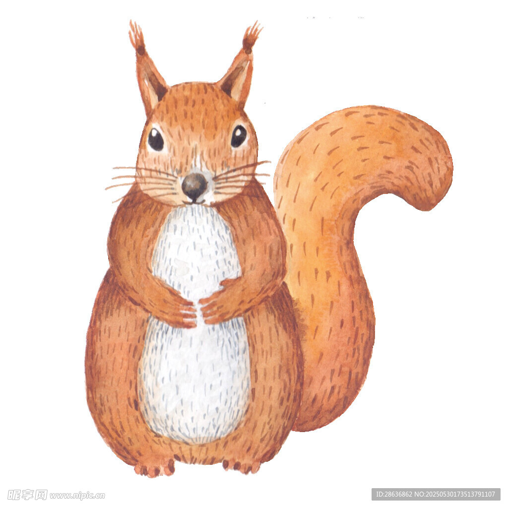 可爱松鼠插画