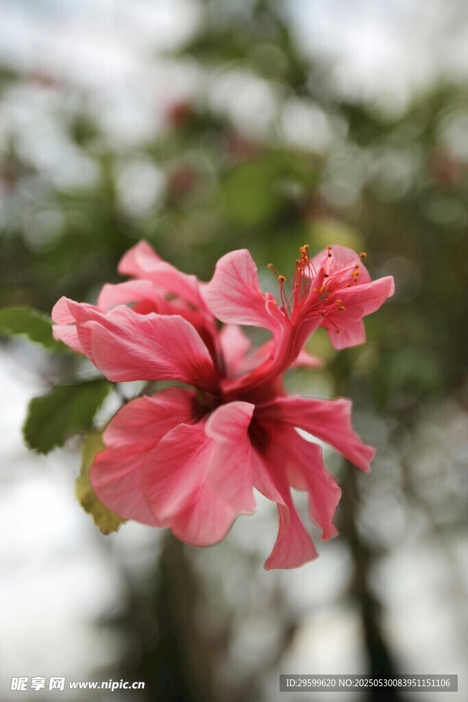 娇艳粉色花朵特写