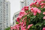 月季花