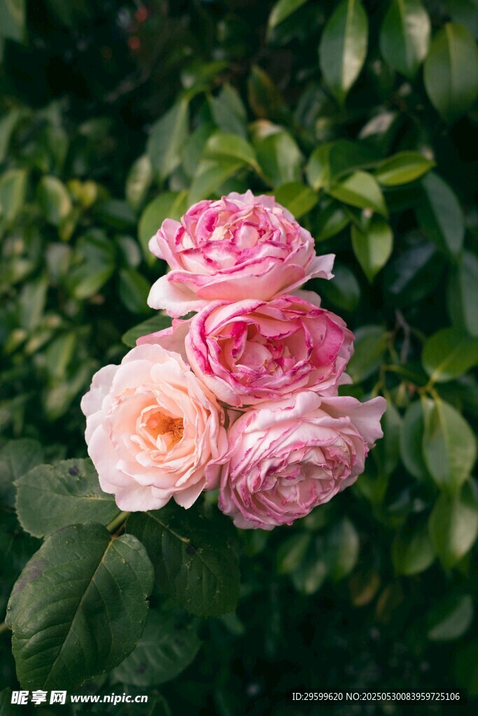 月季花