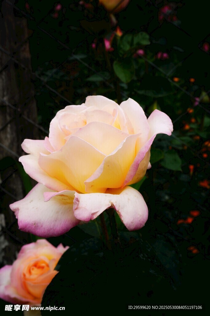 娇艳黄粉月季花绽放