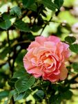 月季花