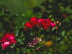 月季花