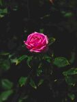 月季花