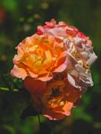 月季花
