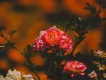  月季花