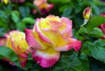 双色月季花绽放