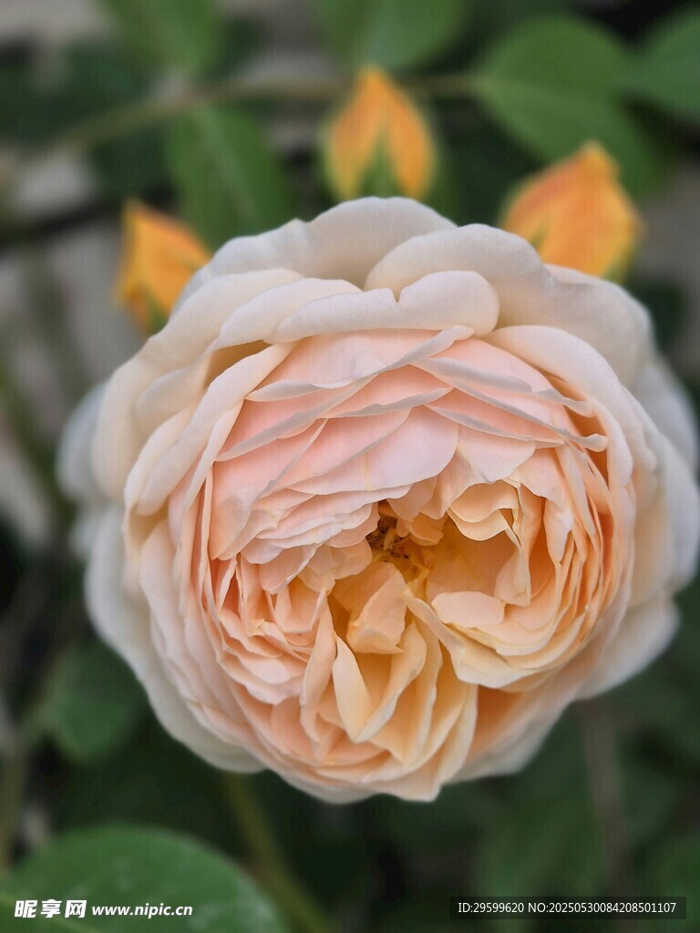 淡粉色月季花特写