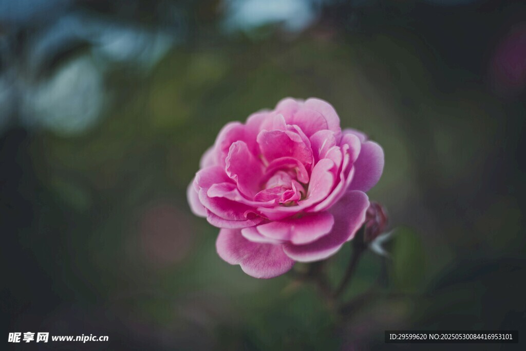 娇艳粉色月季花特写