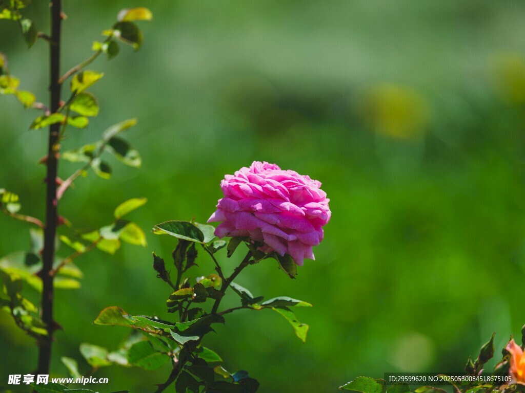 娇艳粉花绽于绿意间
