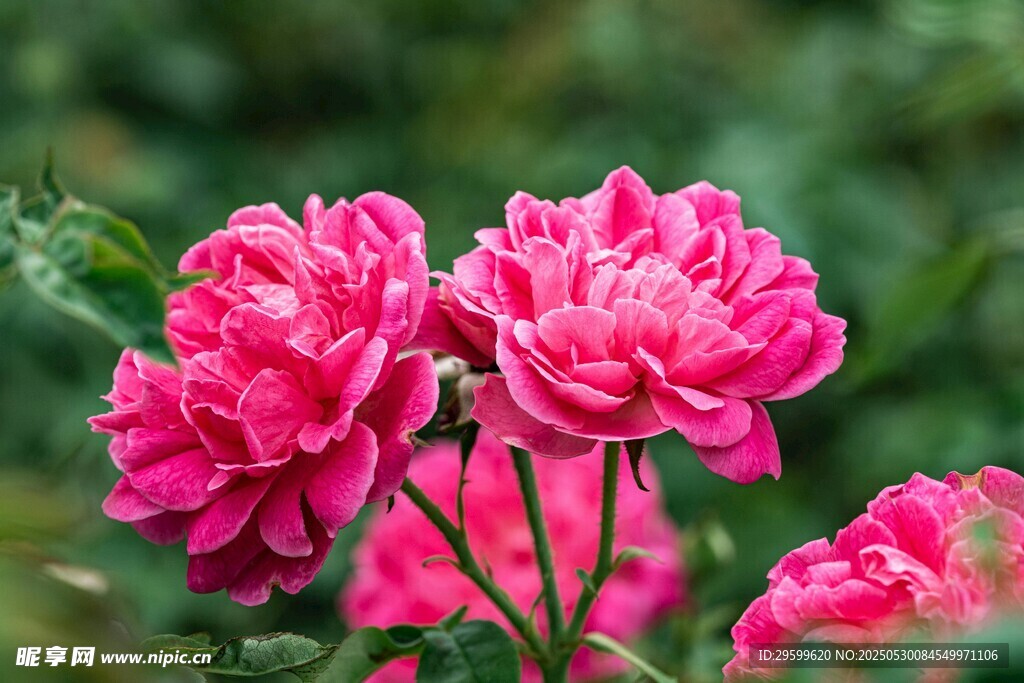 娇艳欲滴的粉色月季花