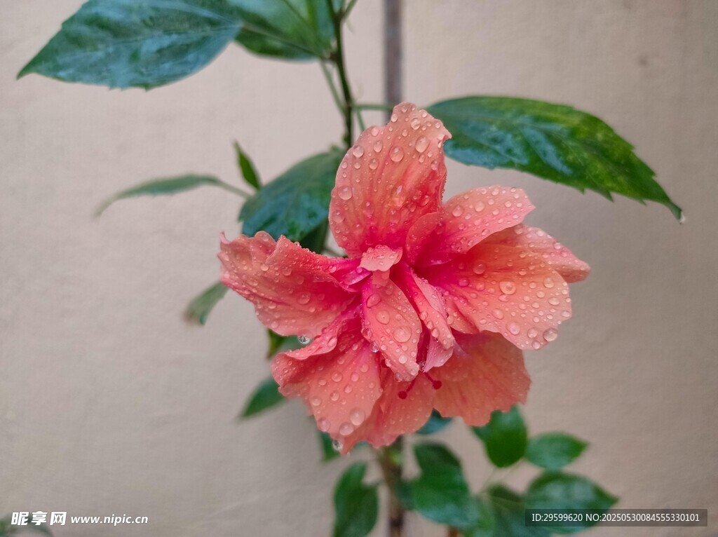 娇艳粉色扶桑花特写