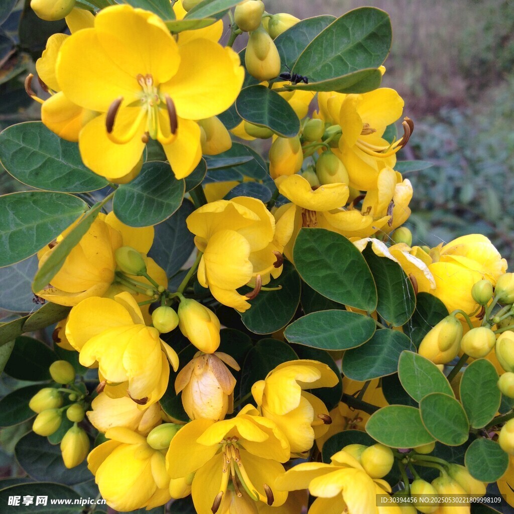金黄灿烂的美丽花卉