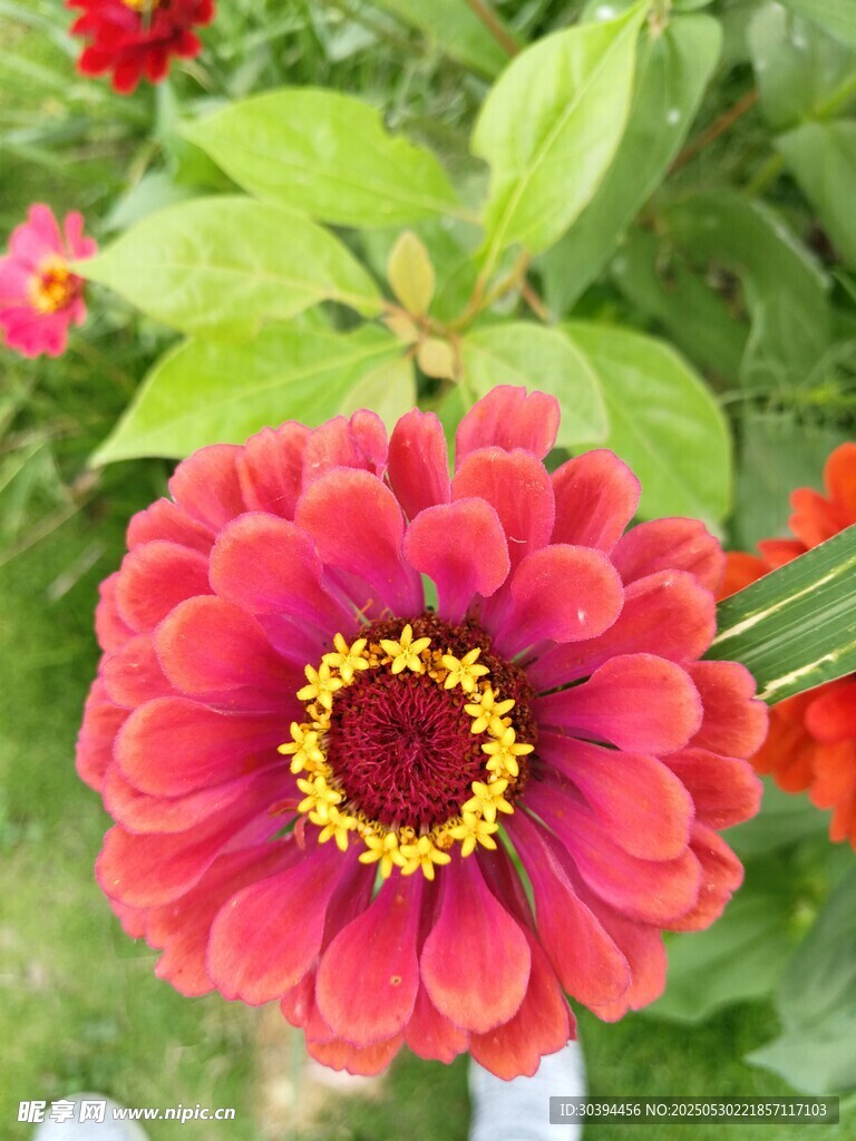 艳丽绽放的红色花朵