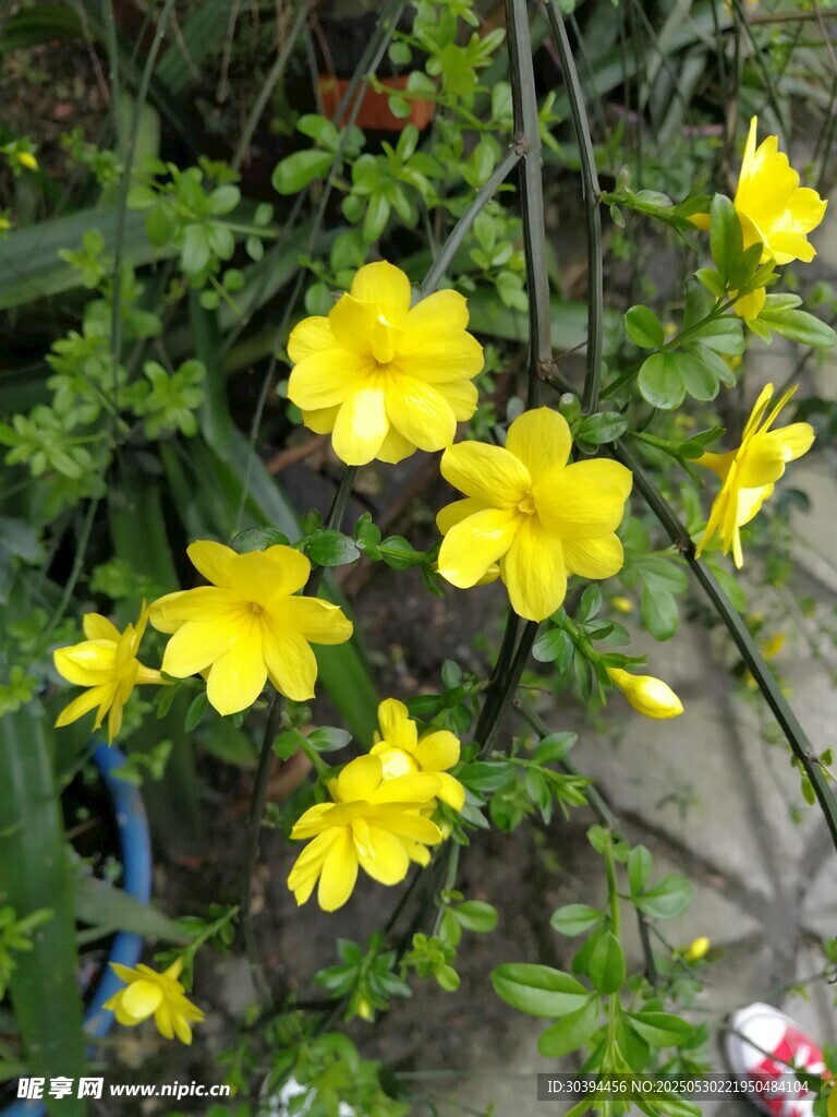 绽放的黄色迎春花