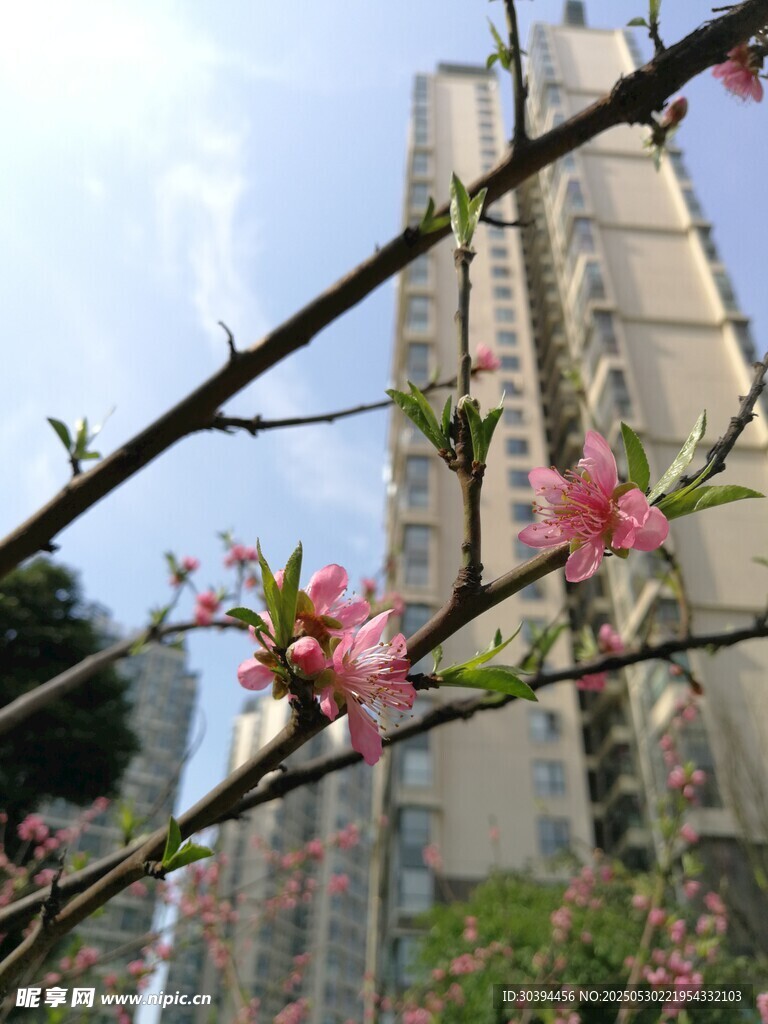 高楼前绽放的娇艳花枝