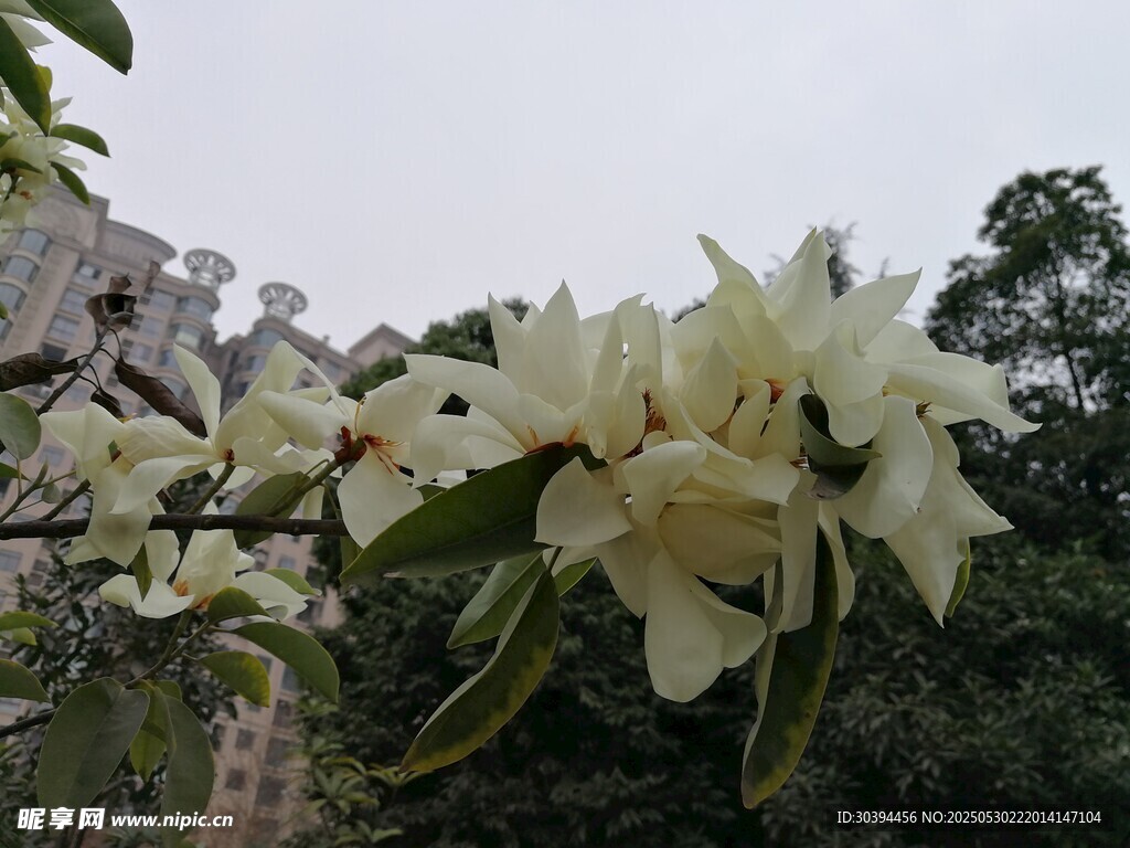 洁白玉兰花绽放枝头