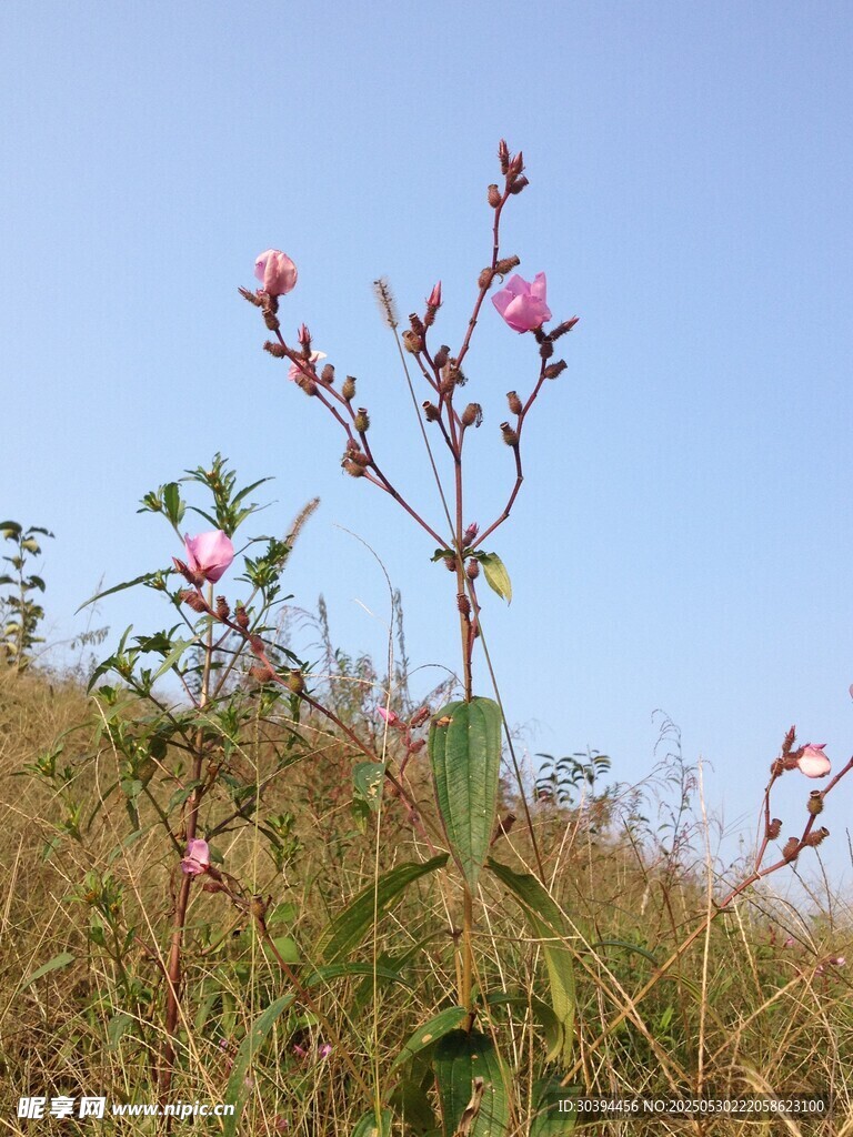 山坡上绽放的粉色小花