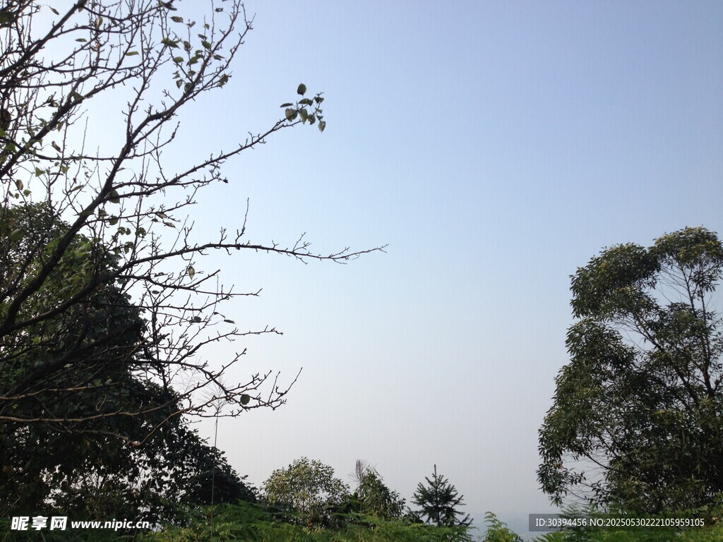 蓝天绿树自然景致